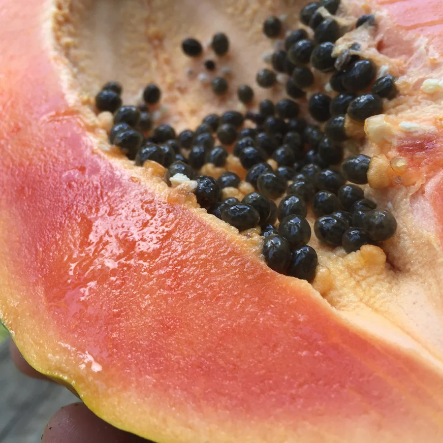 caribbean_papaya_closeup_900x