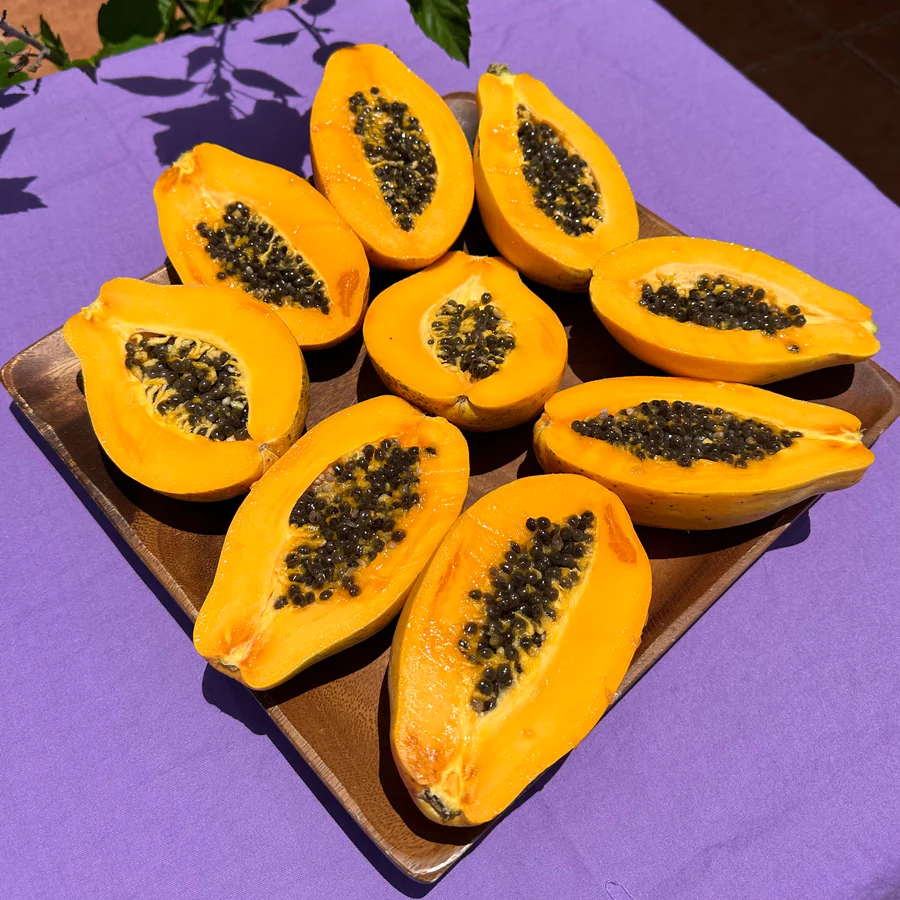 image_d4243330-2178-42d1-9d0e-c68ee0abbd13_900x