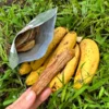 DEHYDRATED GROS MICHEL BANANA *NEW*