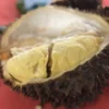 FROZEN MONTHONG DURIAN *PRE-ORDER*