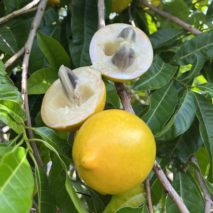 abiumiamifruitCropped_900x