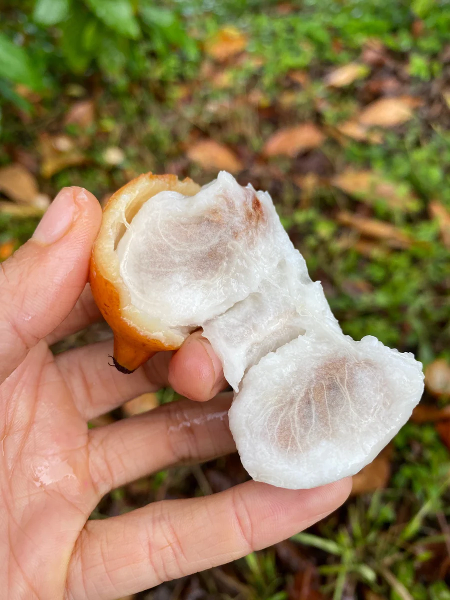 achachairuseedsbuyonline_900x (1)