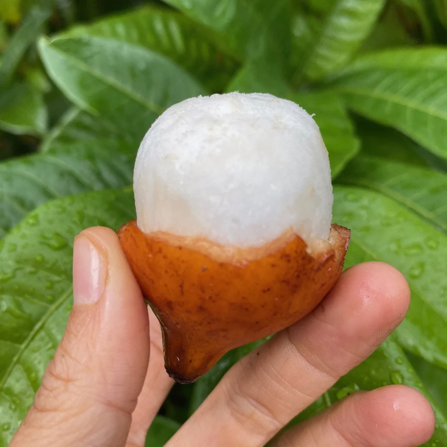 freshachachafruitshippedtomyhouse_900x