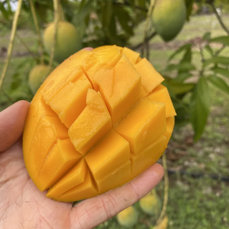 image_36d1dca4-94f9-4745-89bc-92d0aeea6a40_900x