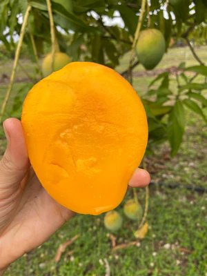 image_9458df52-e384-45a6-8e08-e8baf8da0d1d_300x