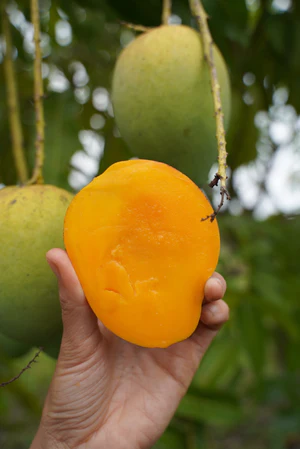 image_a6e34276-da27-45b0-9600-36bf2a833df6_300x