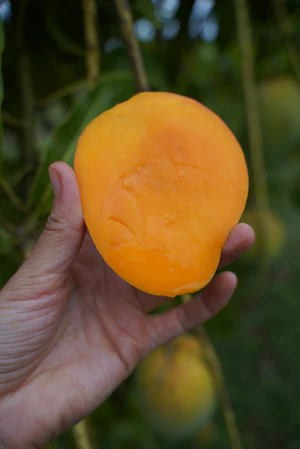 image_c0b7288f-9f67-4ded-a98b-525573072adf_300x