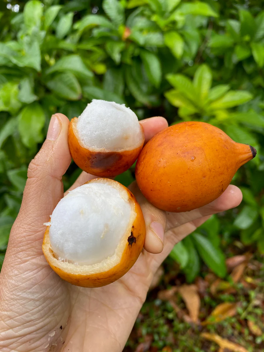 orderachachairuonline_900x