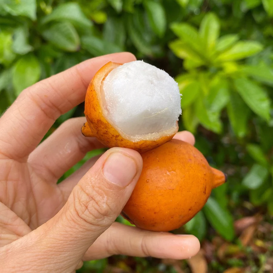 wheretobuyachchafruitonline_900x