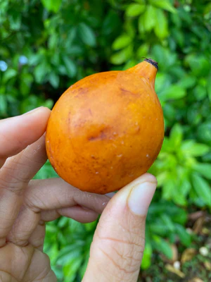 wheretofindachachafruit_300x