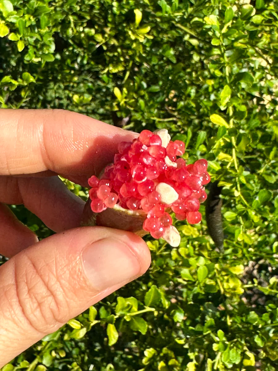 5DB85E34-61AC-48A9-A3A9-FCA99C136194_900x