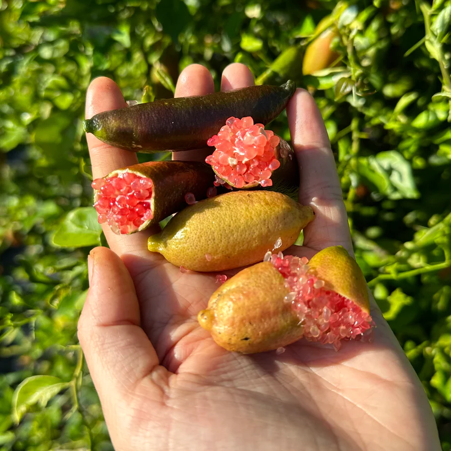 6F559369-EB2E-40DB-9AB7-47E4FCD2AC70_900x