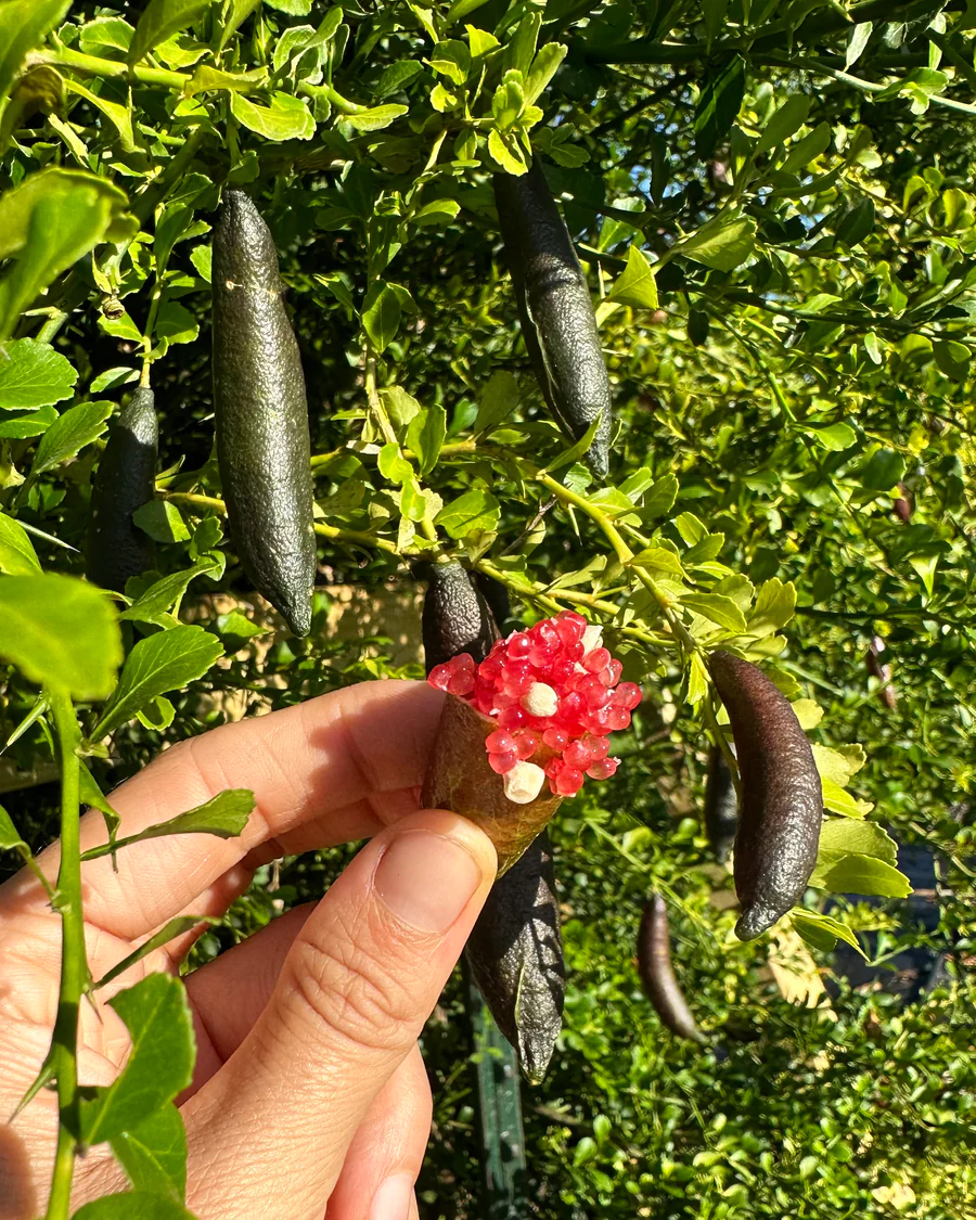 D996B309-B3C1-4785-99C6-C3D94BD5A8B7_900x