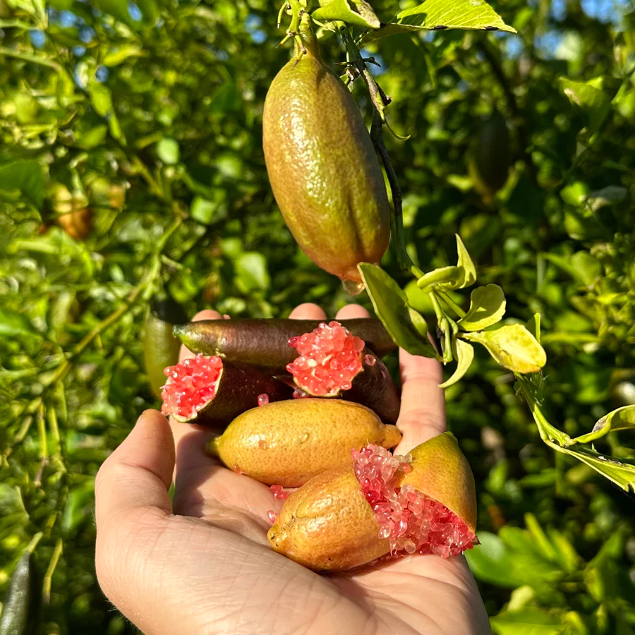 FC9D4428-12B3-4D20-8BC4-A3564F8ECFF8_900x