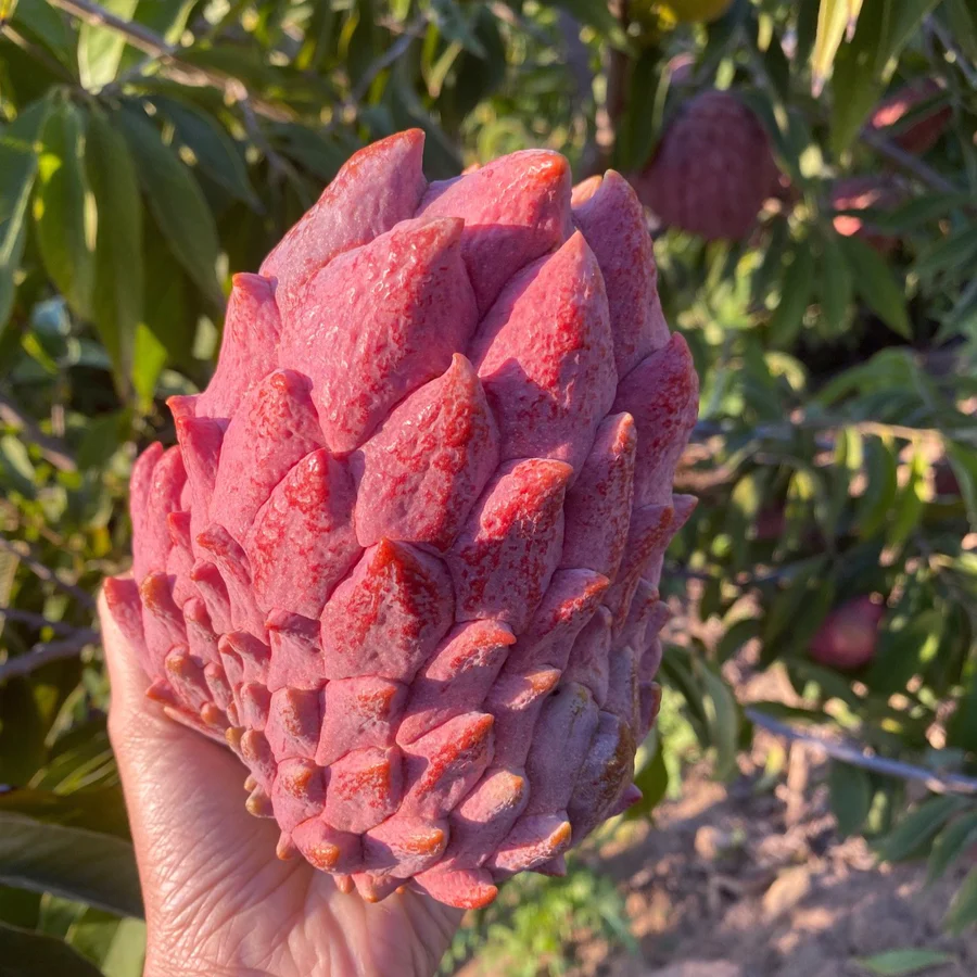 dragonfeggredgeffneratemoya_900x