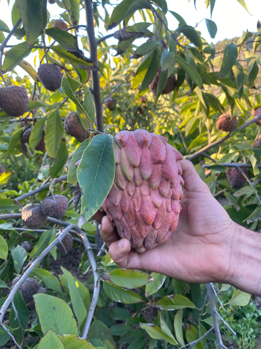 harvestingredgeffneratemoya_900x