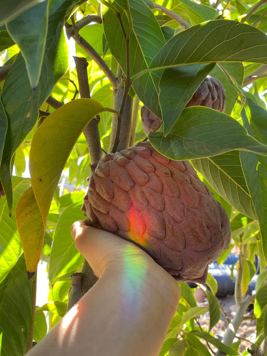 miamifruitredgeffneratemoyaorderonline_900x