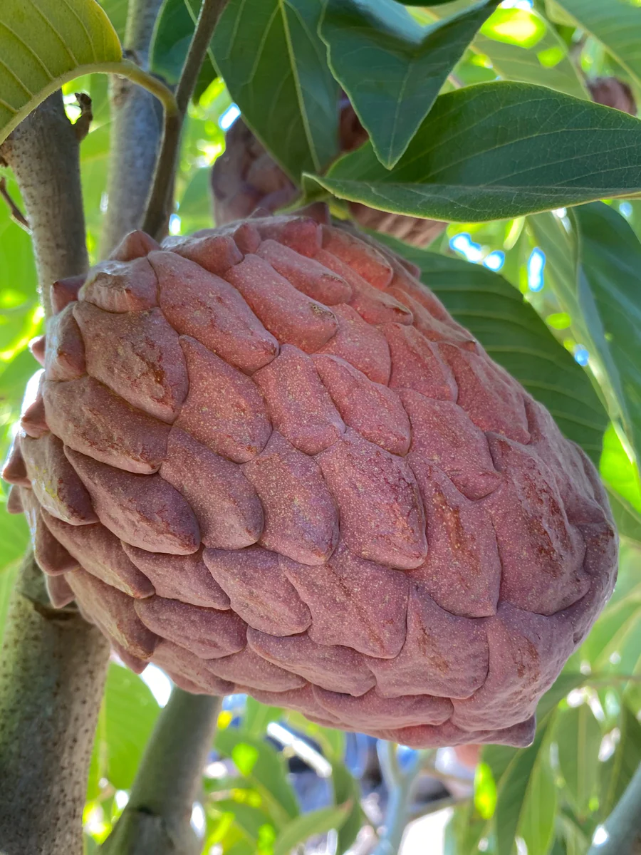 redatemoyaonthetree_900x