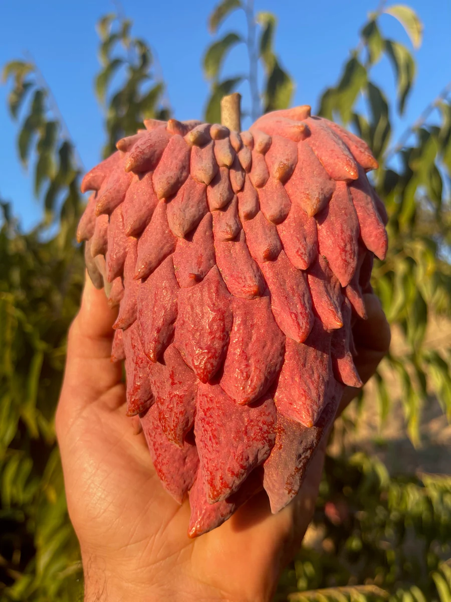 redgeffneratemoyamiamifruit_900x