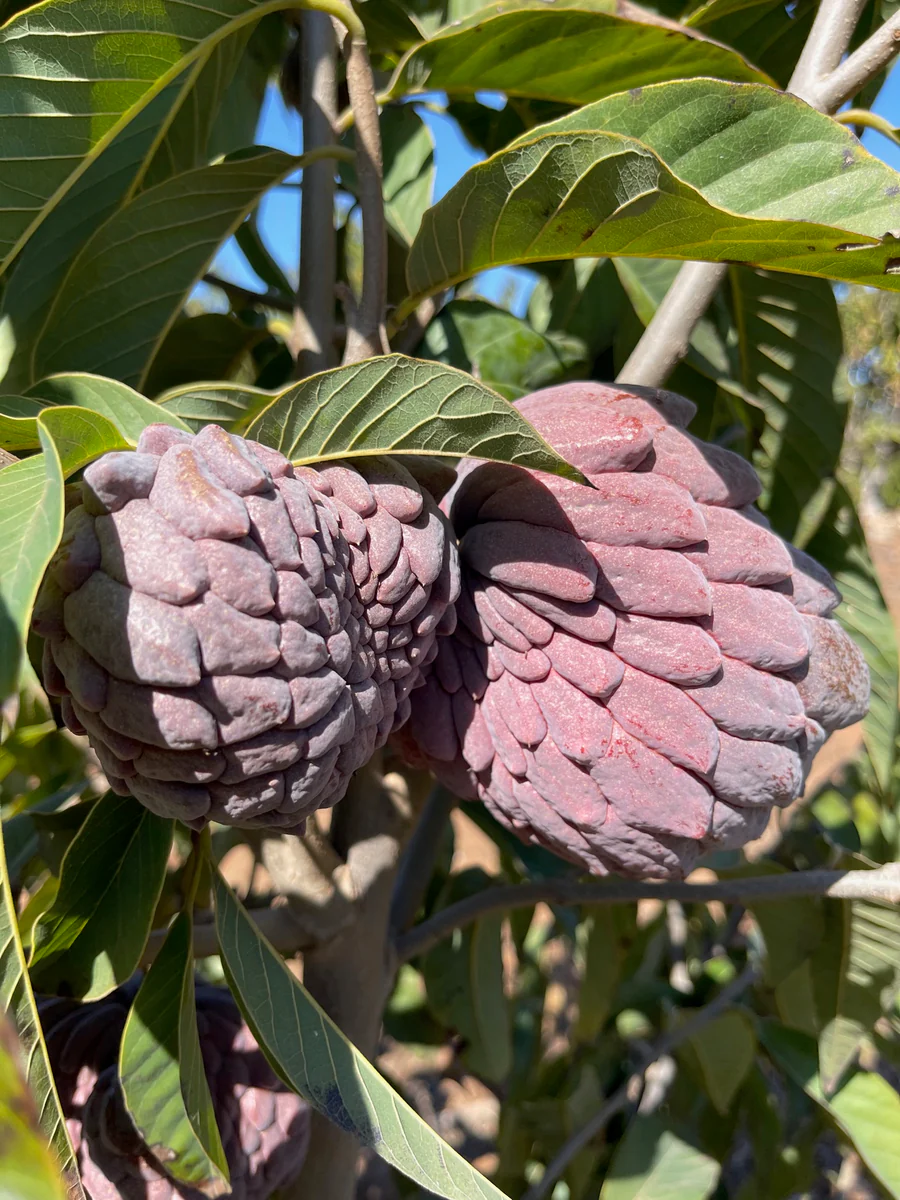 redgeffneratemoyas_900x