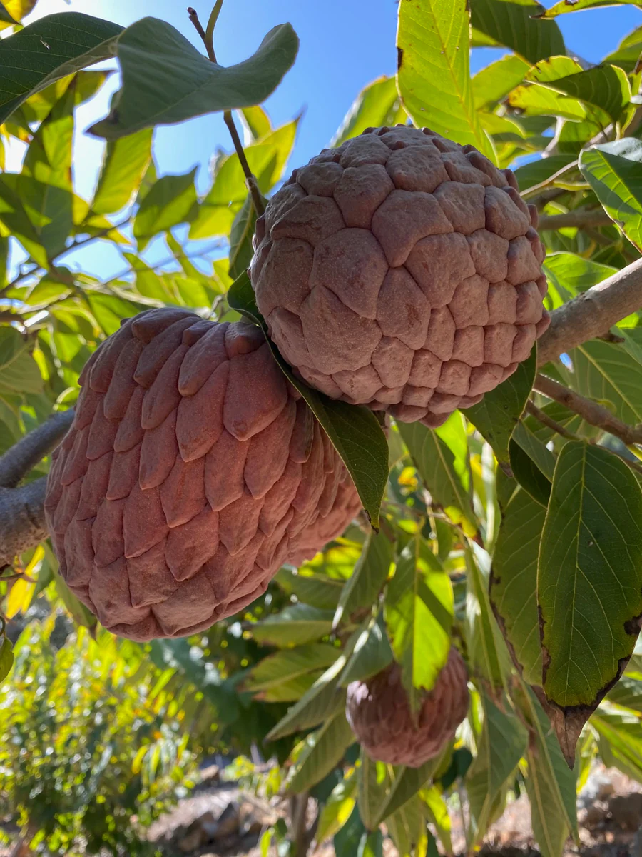 redgeffneratemoyasonthetree_900x