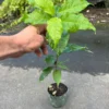 PEANUT BUTTER FRUIT TREE