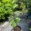 PURPLE SUGAR APPLE TREE - 1 GALLON *PRE-ORDER*