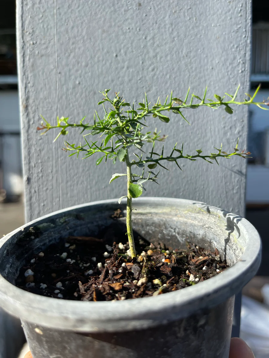 image_723ed0e7-004f-4063-8dd4-14b6da630951_900x