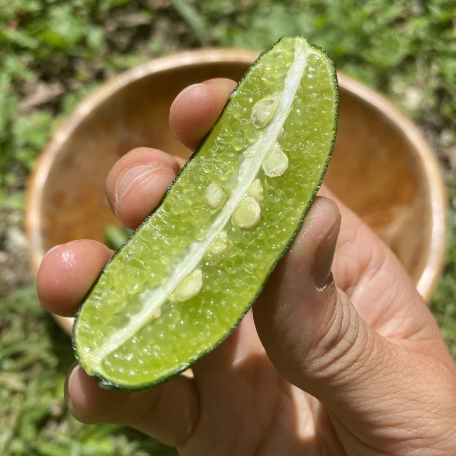 image_b5ed55b8-7e8e-401c-b188-0d427e988f4d_900x