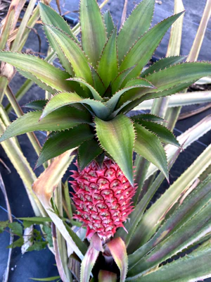 image_0792cf5c-5dde-4b59-ad99-e3e78646e221_300x