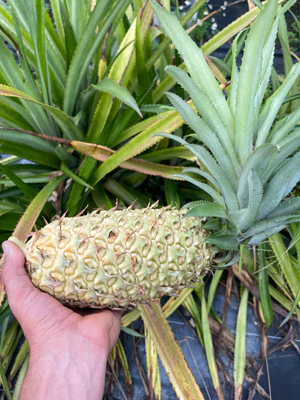 image_13341c59-5499-466e-bfb0-a1a26af938da_300x