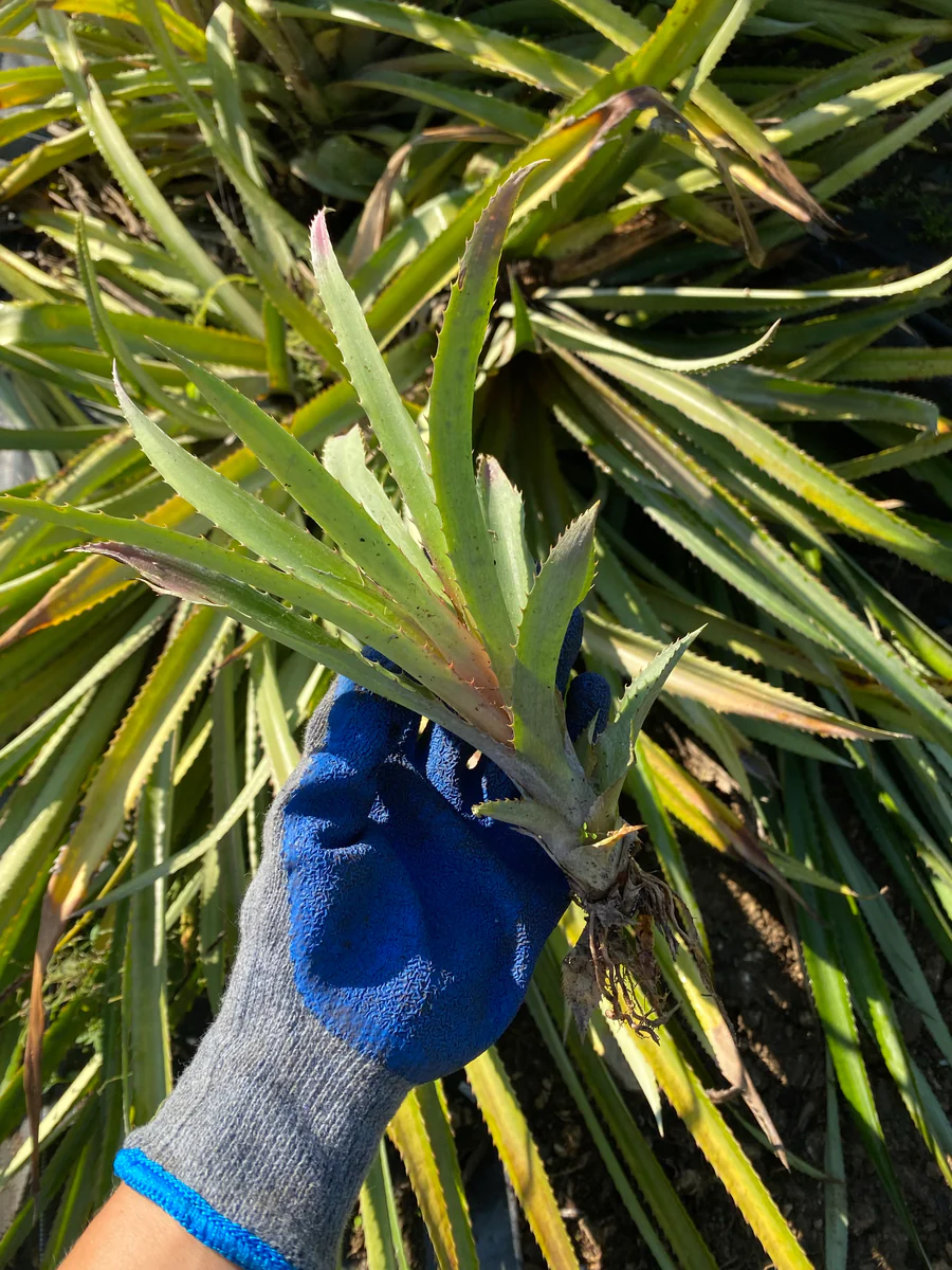 image_76ec71b7-7a1a-4725-8dce-6975eac2c31c_900x