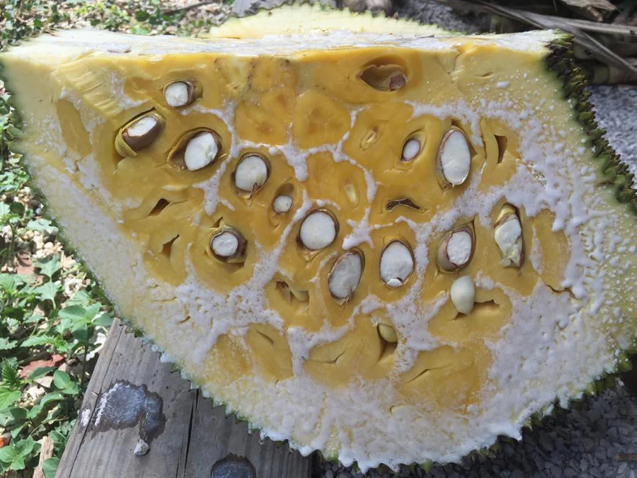 11695933_980632688666803_1484239082838812412_n_900x