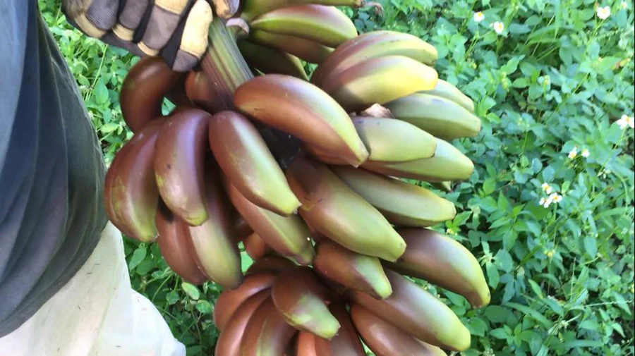 12193617_1074869082576496_1928360336325464022_n_900x