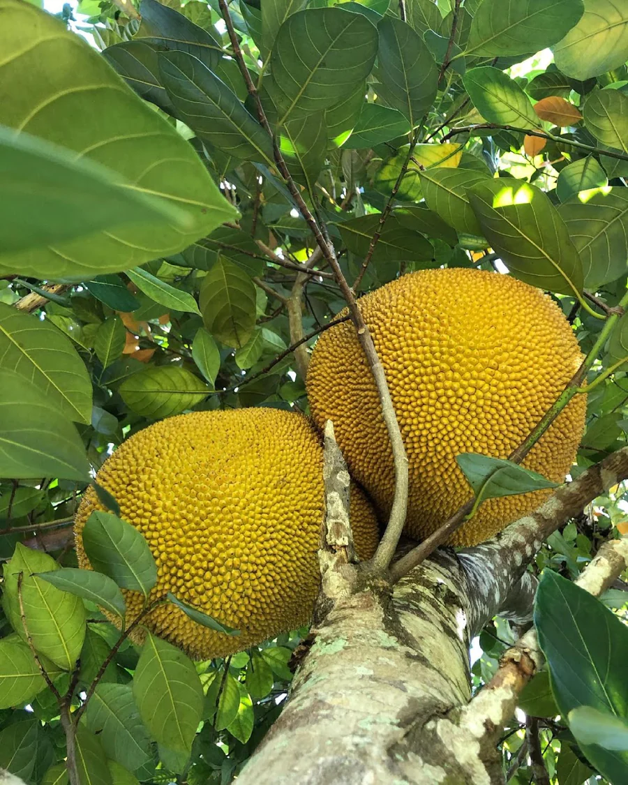 A9748ACD-1C83-4F66-9699-FA908D9DD416_900x