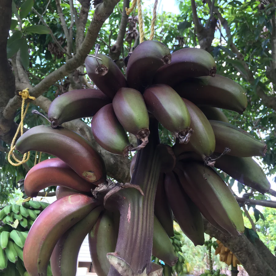 IMG_4221_47f439e9-9dc2-4dbc-ae2d-49092f644f39_900x