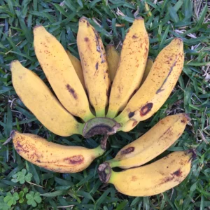 PISANG RAJA BANANAS