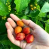 PEANUT BUTTER FRUIT TREE