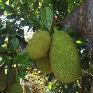 GREEN JACKFRUIT (UNRIPE FOR COOKING) *PRE-ORDER*