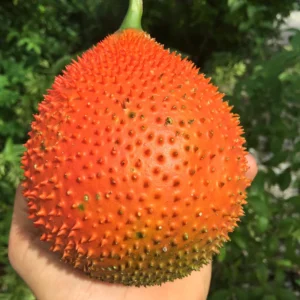 GAC FRUIT *PRE-ORDER*