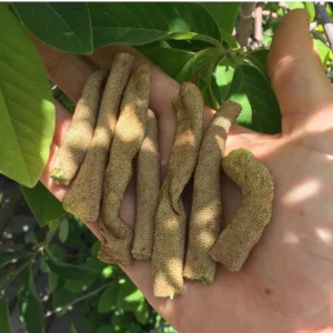 FREEZE DRIED CECROPIA (GUMMY WORM FRUIT)