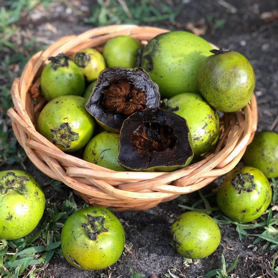 black_sapote_basket_miamifruit_900x