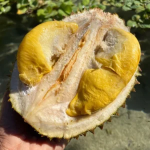 BLACK THORN DURIAN *LIMITED*