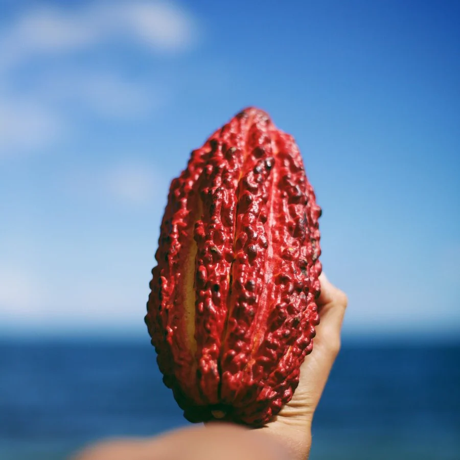 cacao_fruit_beach_900x