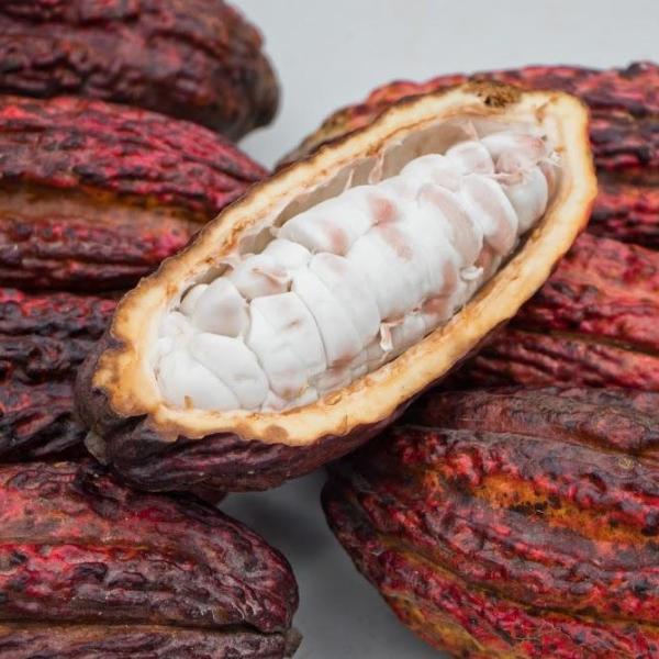 cacao_fruit_miami_fruit_600x