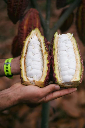 cacaofruitorderonline_300x