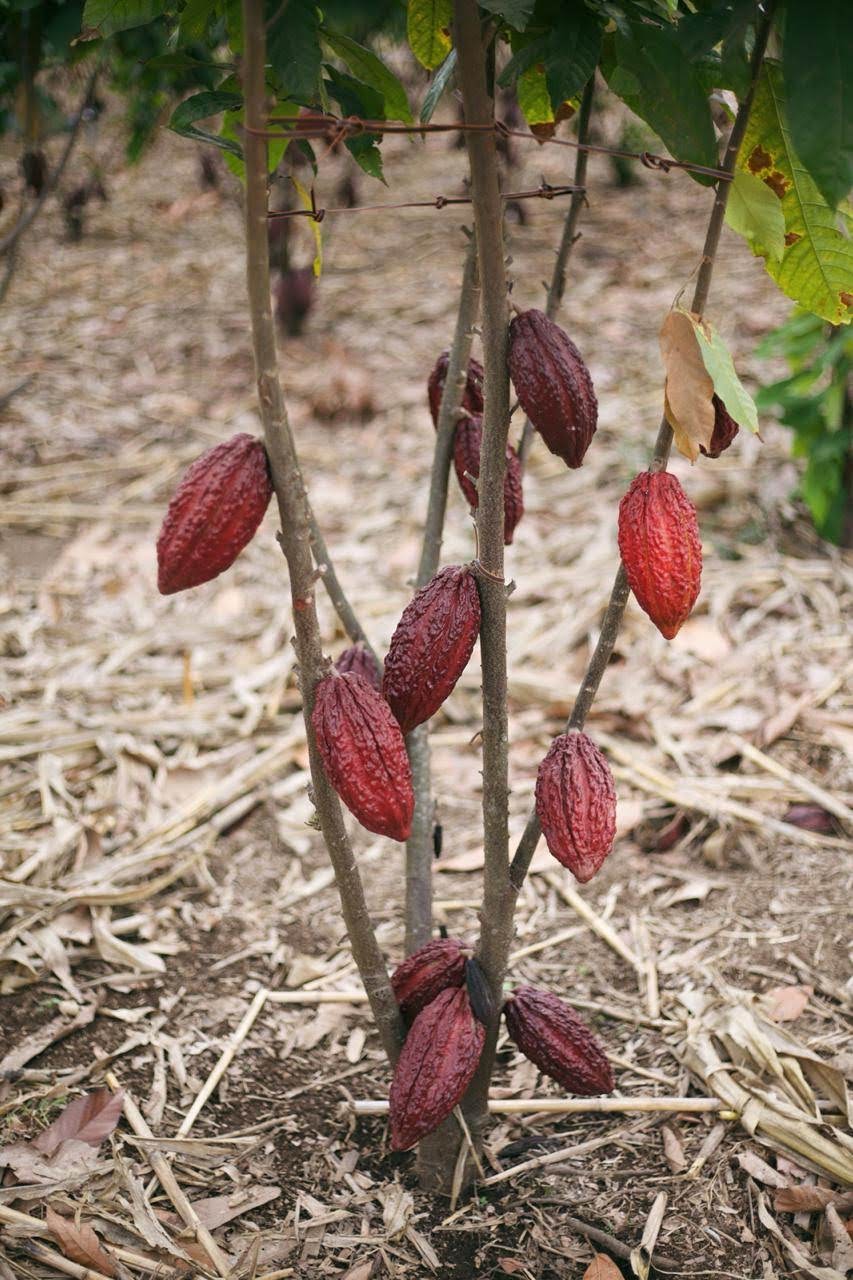 cacaoonthetreeinecuadormiamifruit_900x