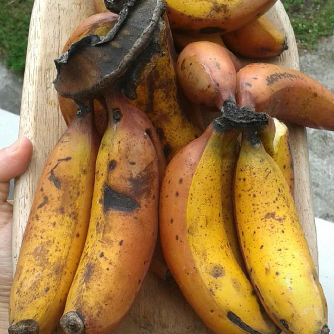 cuban_red_bananas_miami_fruit_900x