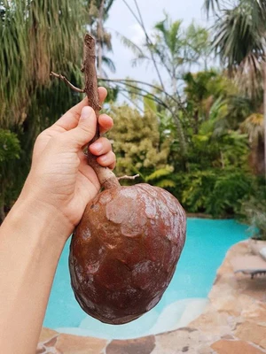 custard_apple_eli_300x