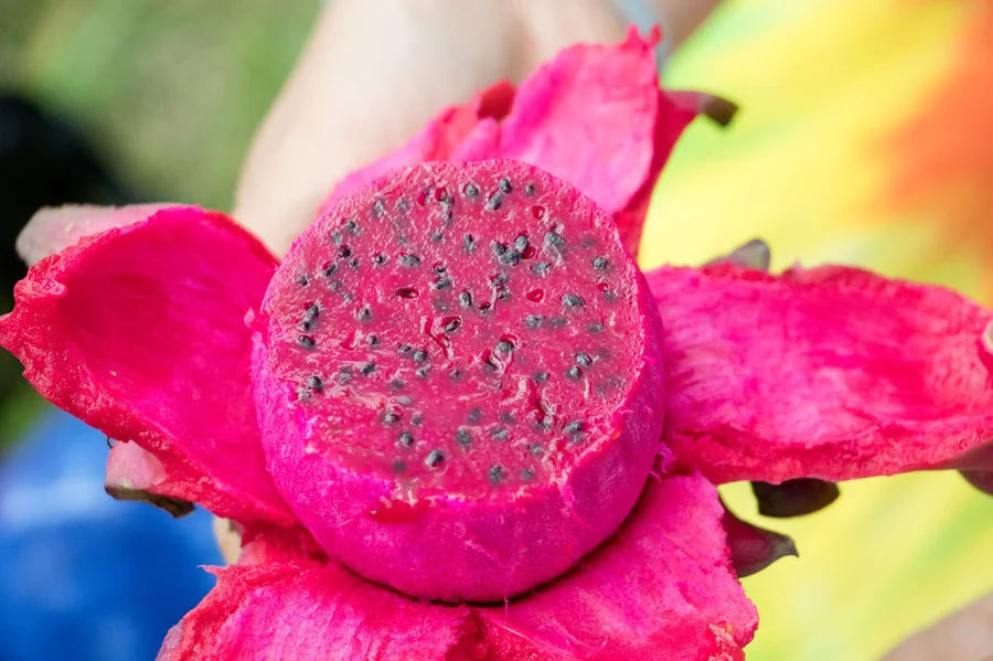 dragonfruit_hd_woodstock_900x